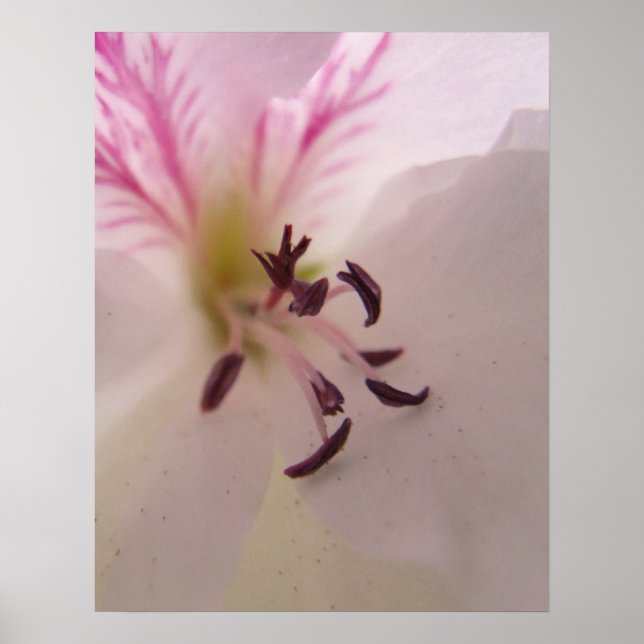 Geranium Print Poster (Framsidan)