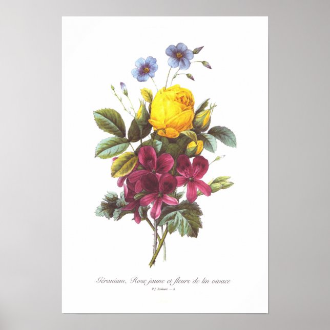Geranium,Ro och lin Poster (Framsidan)