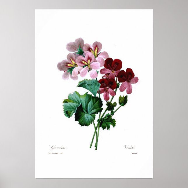 Geranium-sorter Poster (Framsidan)