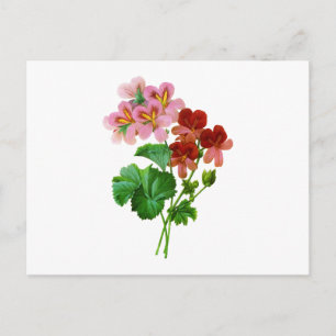 Geranium Variete av Pierre Joseph Redoute Vykort