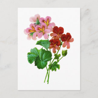 Geranium Variete av Pierre Joseph Redoute Vykort