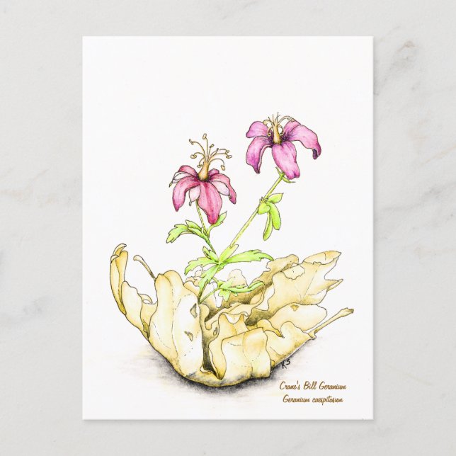 Geranium vildblomma akvarell vykort (Framsida)