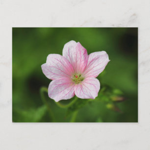 Geranium Vykort