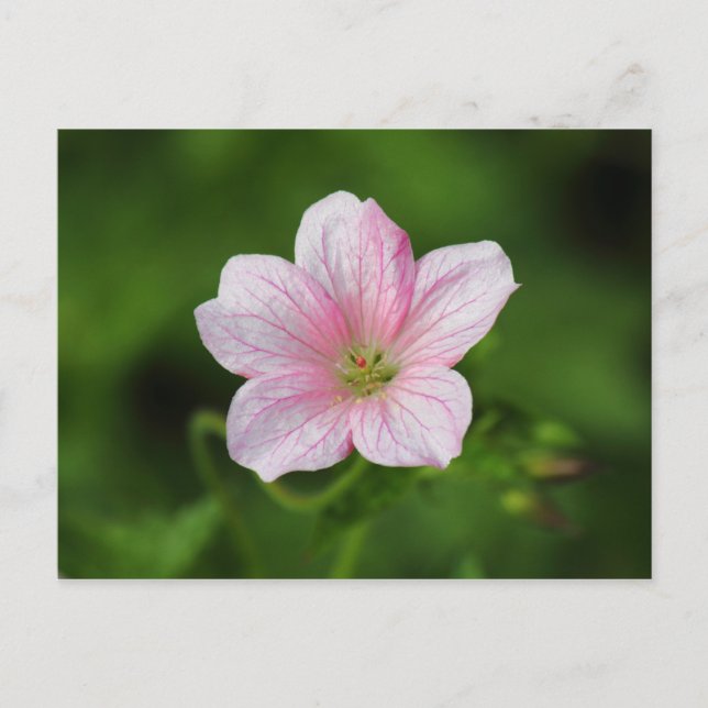 Geranium Vykort (Framsida)