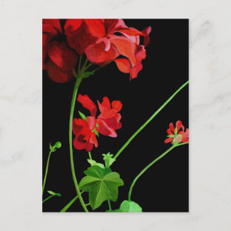 Geranium Vykort