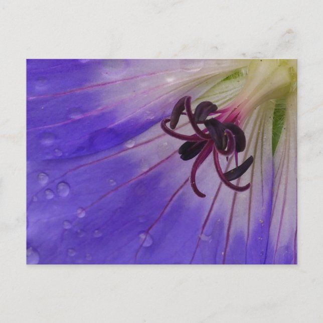 Geranium-vykort Vykort (Framsida)