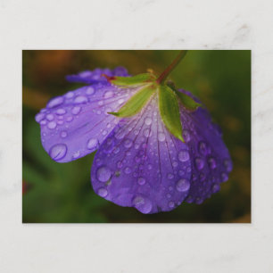 Geranium-vykort Vykort