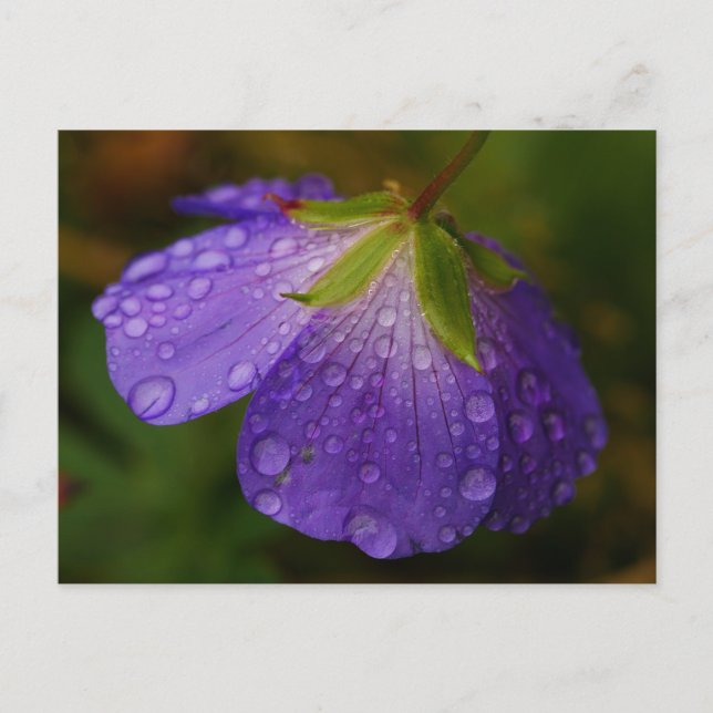 Geranium-vykort Vykort (Framsida)