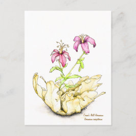 Geranium wildflower watercolor vykort