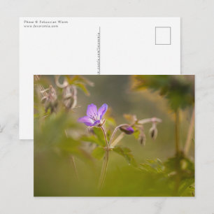 Geraniumblom Naturfoto Vykort
