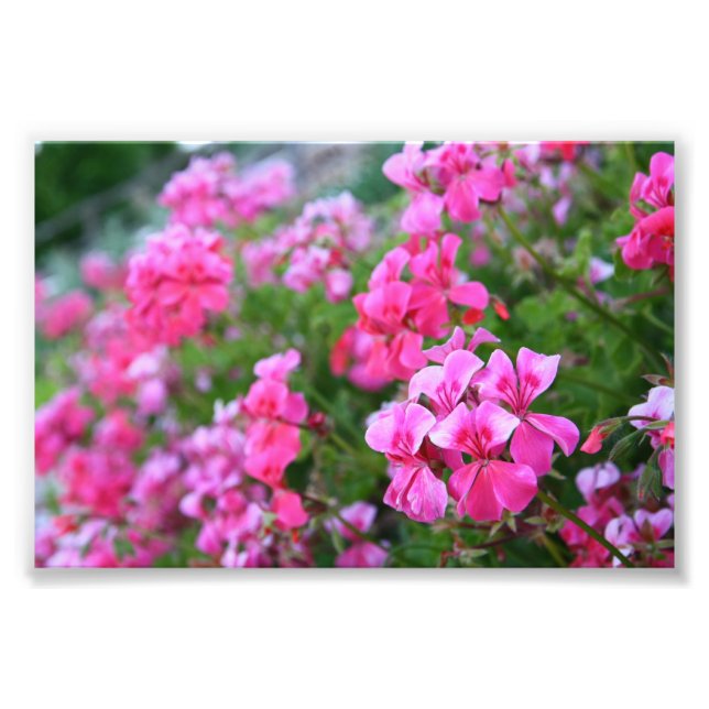 Geraniums Photo Print Fototryck (Framsidan)