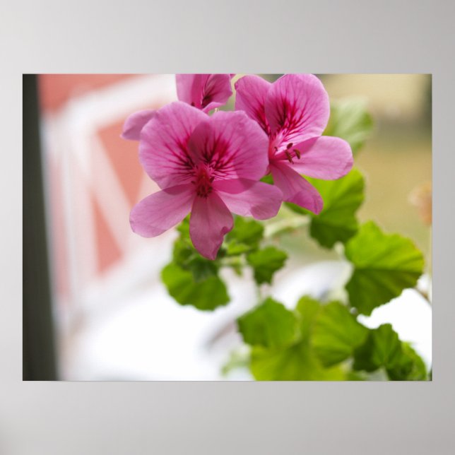 Geraniums Poster (Framsidan)