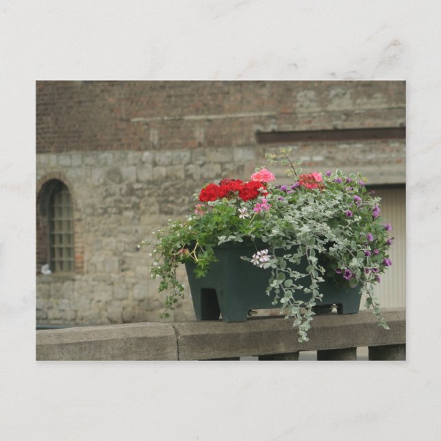 Geraniums Vykort (Framsida)