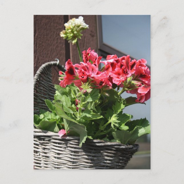 Geraniums Vykort (Framsida)