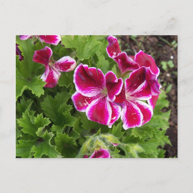 Geraniums vykort (Framsida)
