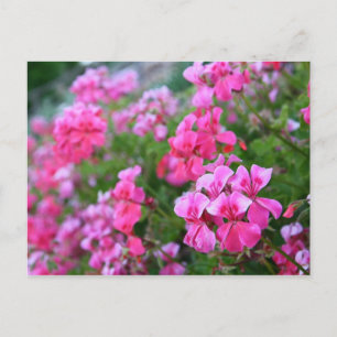 Geraniums vykort