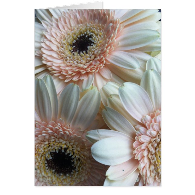 Gerber D OBS Kort (Framsidan)