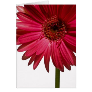 Gerber daisy 6 OBS kort
