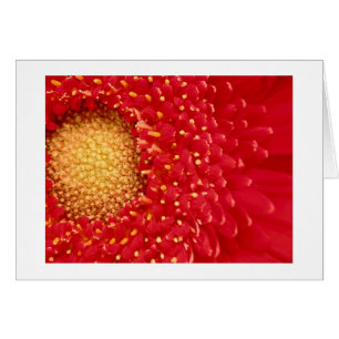 Gerber daisy hälsningskort
