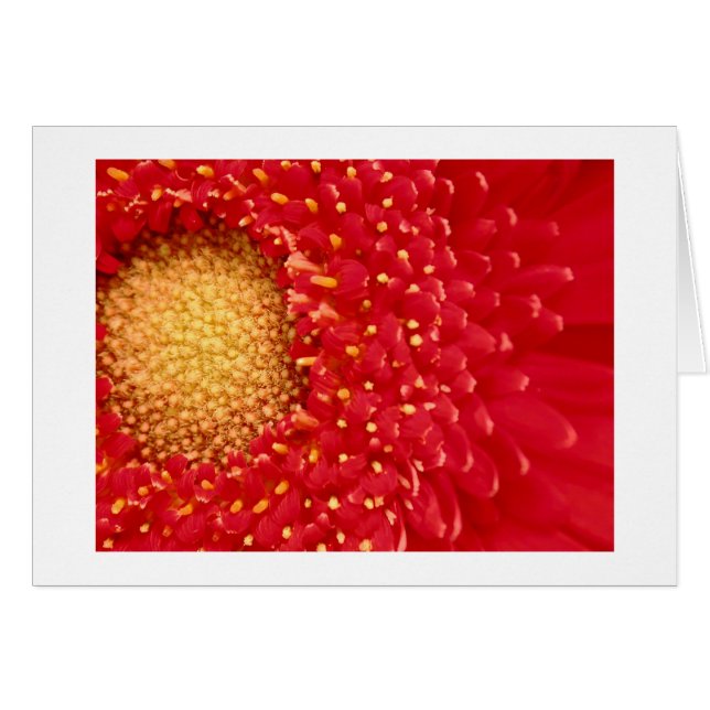 Gerber daisy hälsningskort (Framsidan Horizontal)