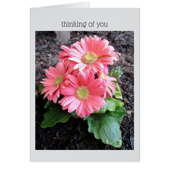 Gerber Daisy Hälsningskort (Framsidan)