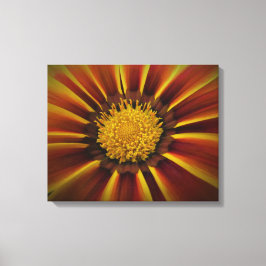 Gerber Daisy in Black Vignette Canvas