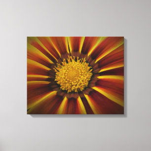 Gerber Daisy in Black Vignette Canvas