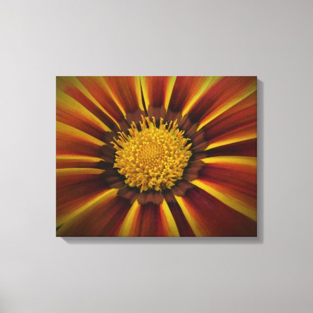 Gerber Daisy in Black Vignette Canvas (Framsida)