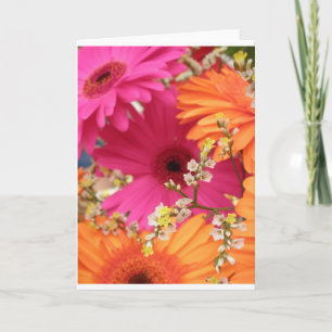 Gerber daisy kort
