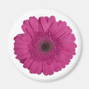 Gerber daisy magnet