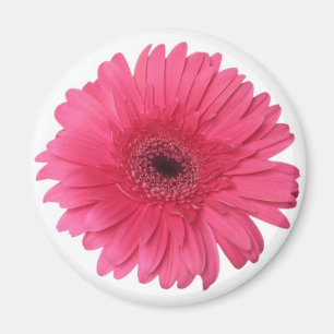 Gerber daisy magnet