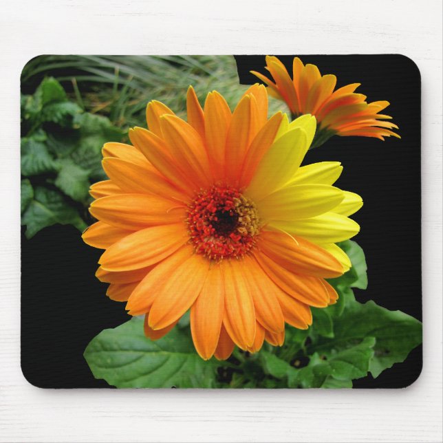 GERBER DAISY-MOUSEPAD MUSMATTA (Framsidan)