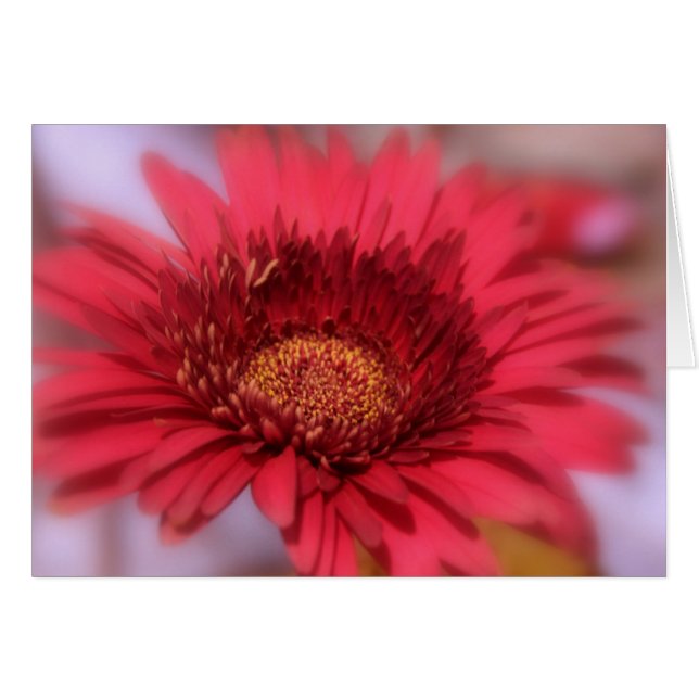 Gerber Daisy OBS Kort (Framsidan Horizontal)