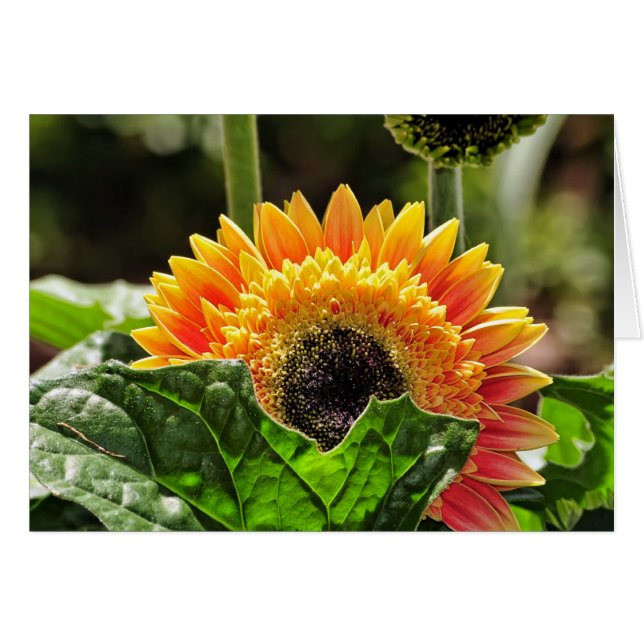 Gerber Daisy OBS Kort (Framsidan Horizontal)