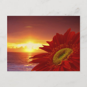 Gerber Daisy och solnedgång Vykort