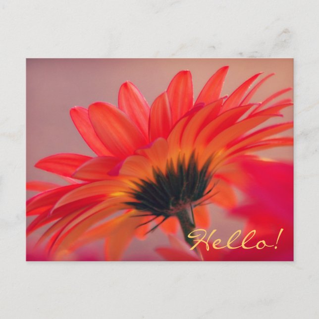 Gerber Daisy Photo Postcard Vykort (Framsida)