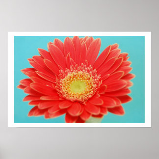 Gerber Daisy Poster