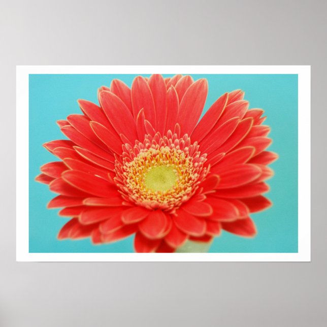 Gerber Daisy Poster (Framsidan)