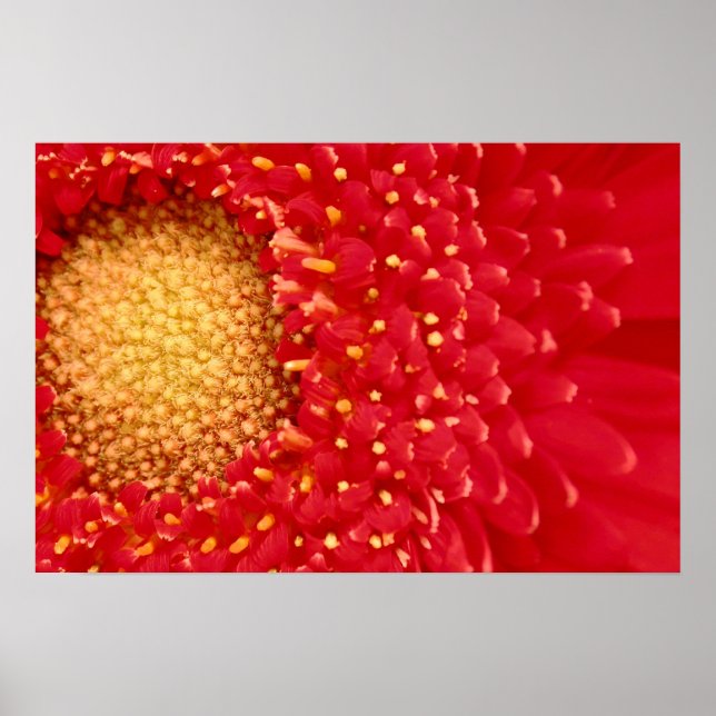 Gerber Daisy Poster (Framsidan)