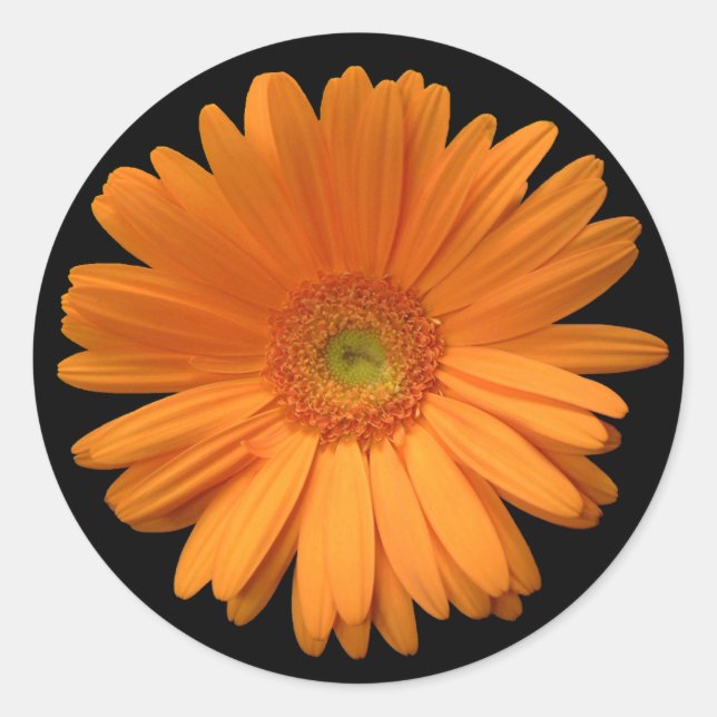 Gerber Daisy Runt Klistermärke (Framsida)