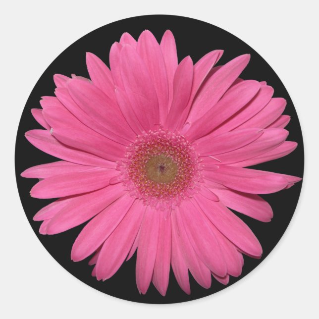 Gerber Daisy Runt Klistermärke (Framsida)