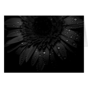 Gerber daisy som är nära upp med vattenliten hälsningskort