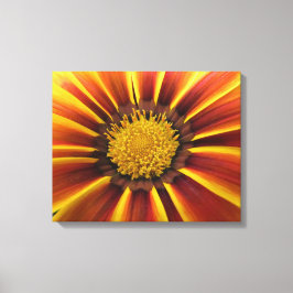 Gerber Daisy Up Close and Personal Canvas