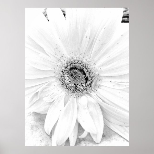 Gerber Daisy UpClose Poster (Framsidan)