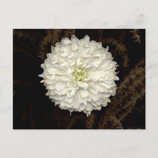 Gerber Daisy Vykort (Framsida)