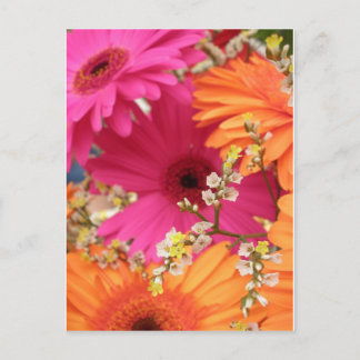 Gerber Daisy Vykort