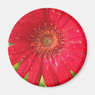 Gerber daisymagnet magnet