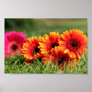 Gerber Daisys Poster