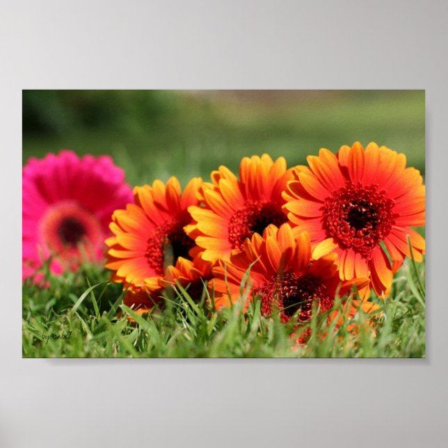 Gerber Daisys Poster (Framsidan)