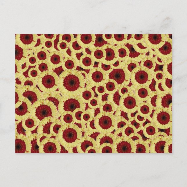 Gerber Daisys Vykort (Framsida)